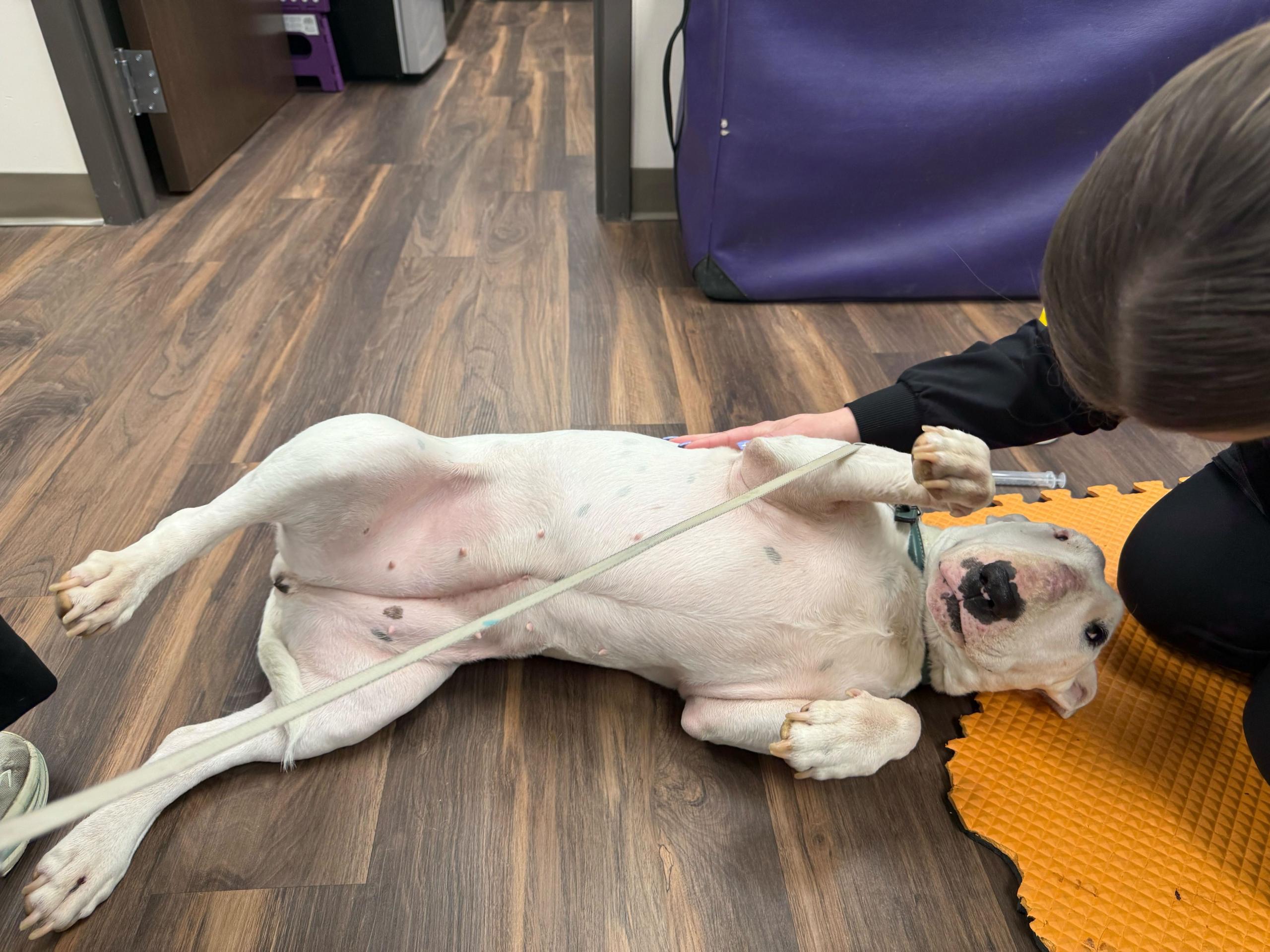 Ozone therapy