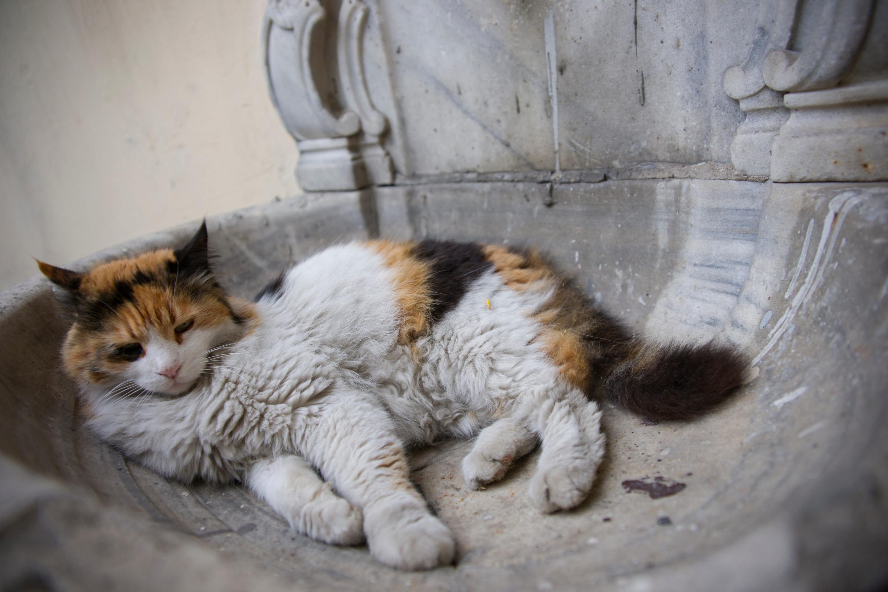 senior cat