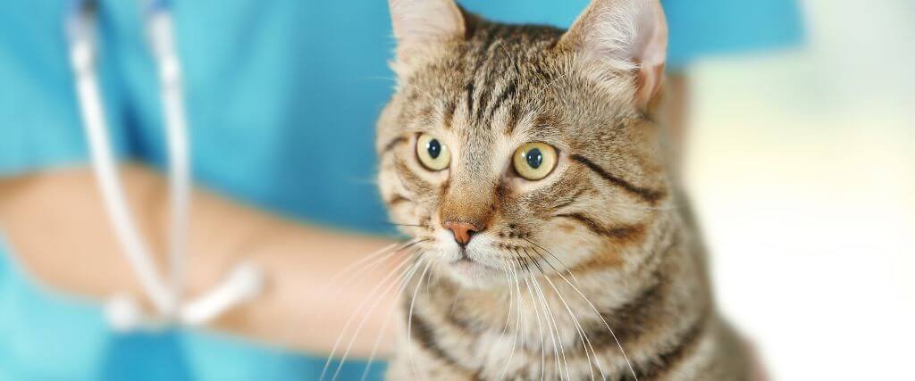 Cat at the vet's office for cat chiropractic care