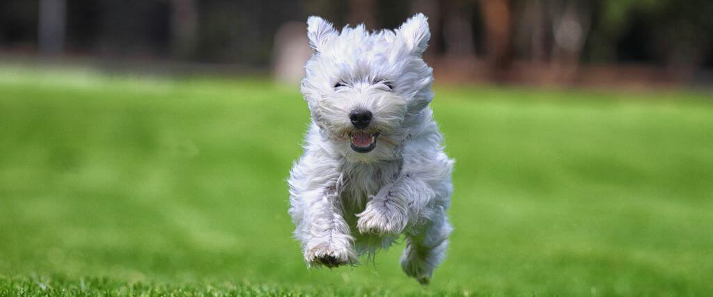 Dog running and jumping in grass outside