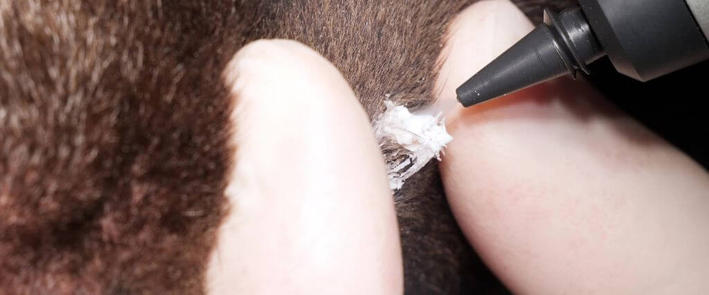 Cryosurgery being performed on a dog at a veterinary hospital